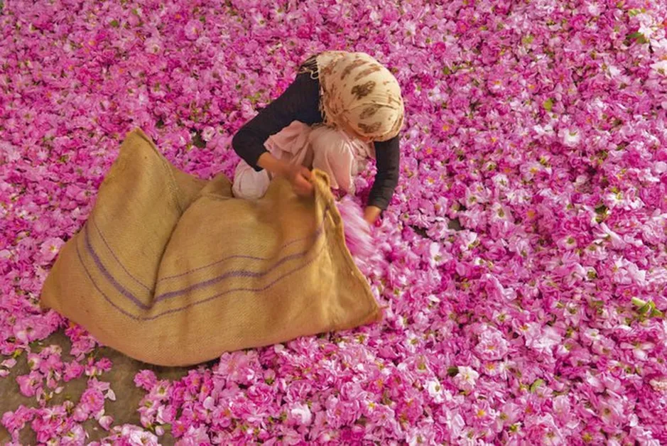 Visit the Valley of the Roses