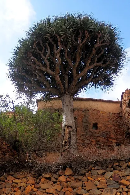 Dragon Tree Ajgal area